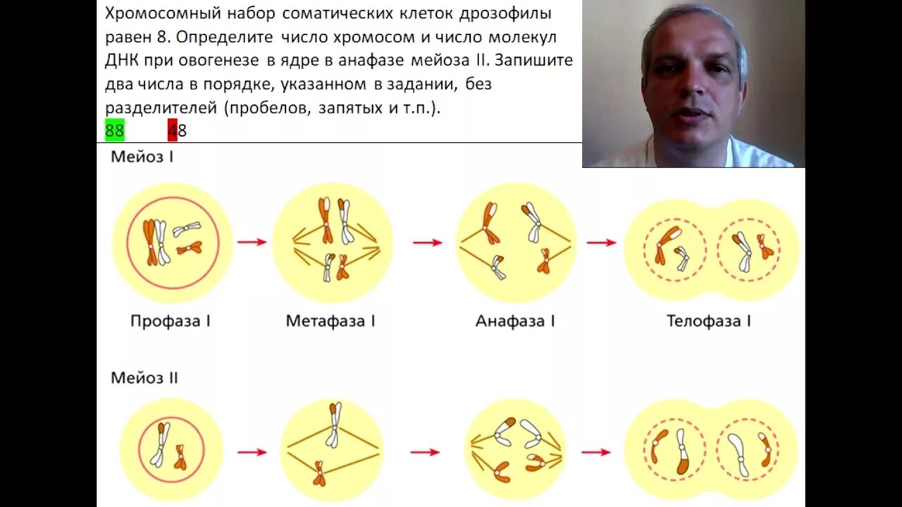 Сколько хромосом в яйцеклетках шимпанзе. Анафаза 2 мейоза число молекул ДНК. Соматическая клетка набор хромосом. Хромосомный набор клеток дрозофилы. Хромосомный набор соматических клеток дрозофилы.