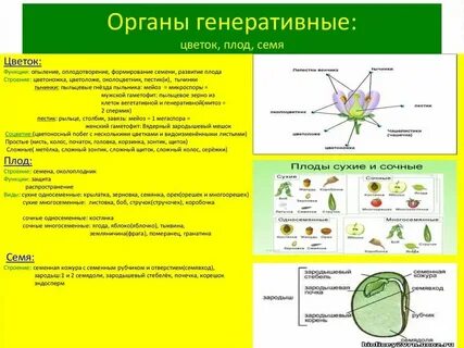 Генеративные органы строение