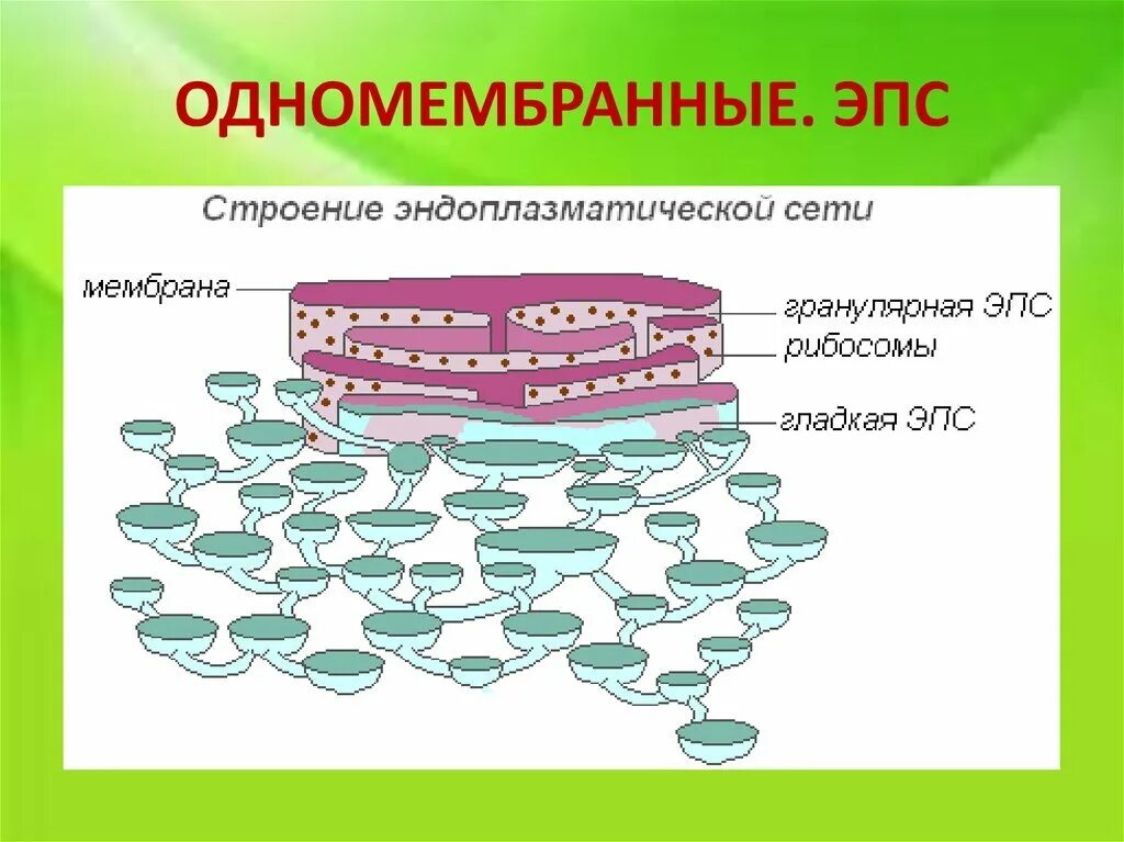 Эндоплазматическая сеть строение рисунок. Строение клеточного ЭПС. Строение мембраны ЭПС. Строение ЭПС растительной клетки.