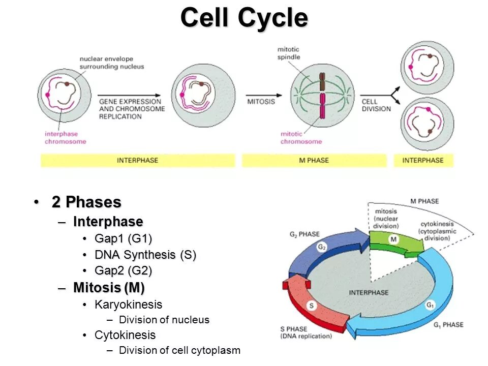 Жизненный цикл клетки состоит из интерфазы. Интерфаза g1 s и g2 мейоза. Репликация фаза клеточного цикла. S период клеточного цикла. Репликация период клеточного цикла.