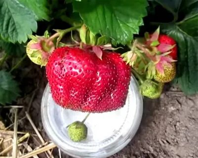 Саженцы клубники из питомника