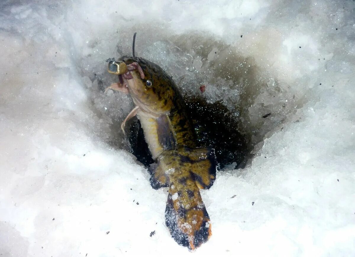 Ловля налима со льда. Ловля налима со льда. Мормышка на налима. Ловля налима зимой. Стукалка на налима.