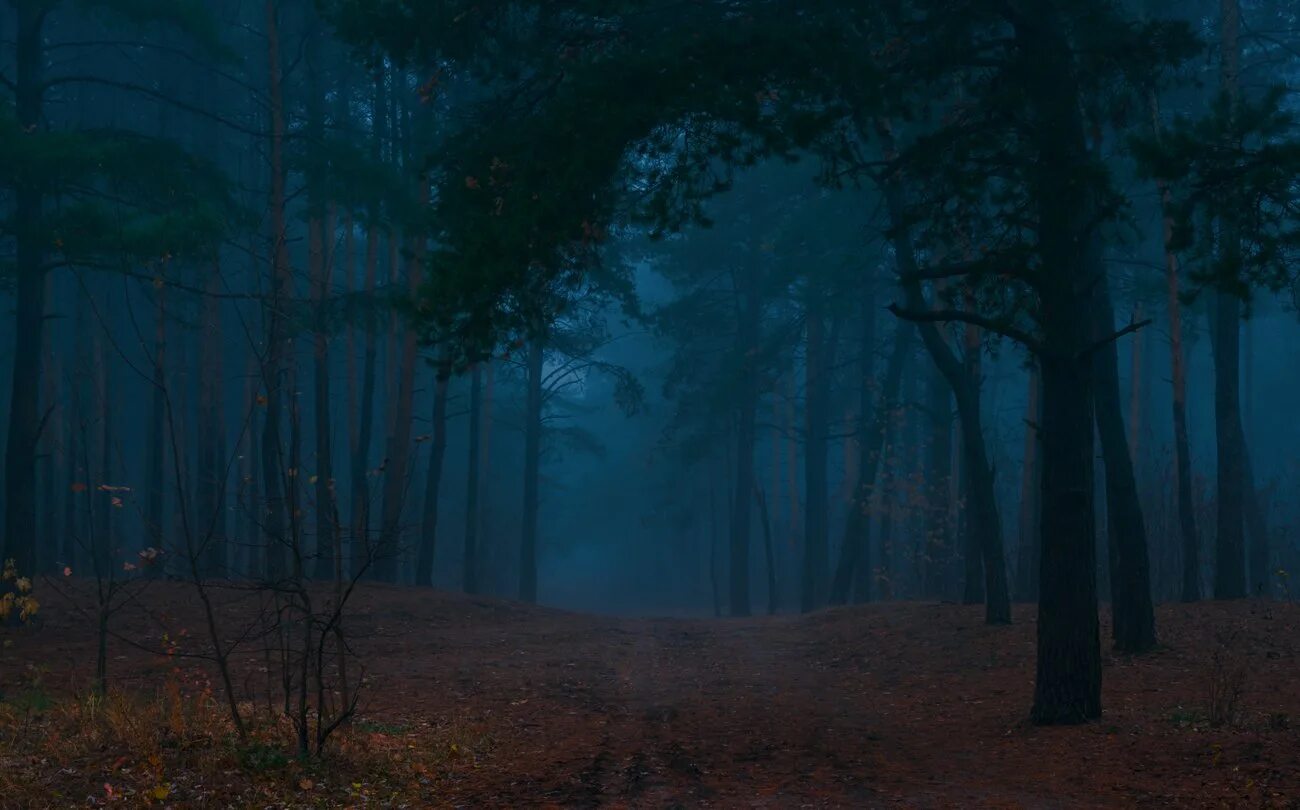 Темный лес сумеречный лес. Twilight лес. сумеречный лес. сумрачный лес хэгг. красивые пейзажи сумеречного леса.