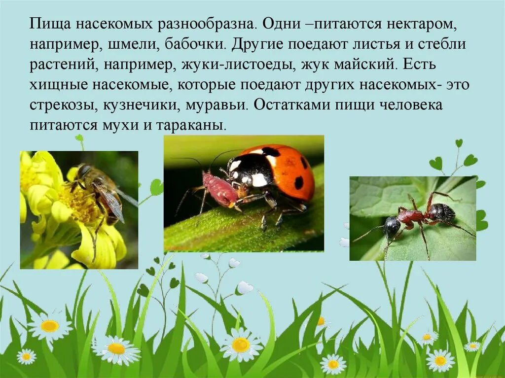3 примера насекомых. Питание насекомых. полезные насекомые леса. насекомые презентация. насекомые презентация для дошкольников.