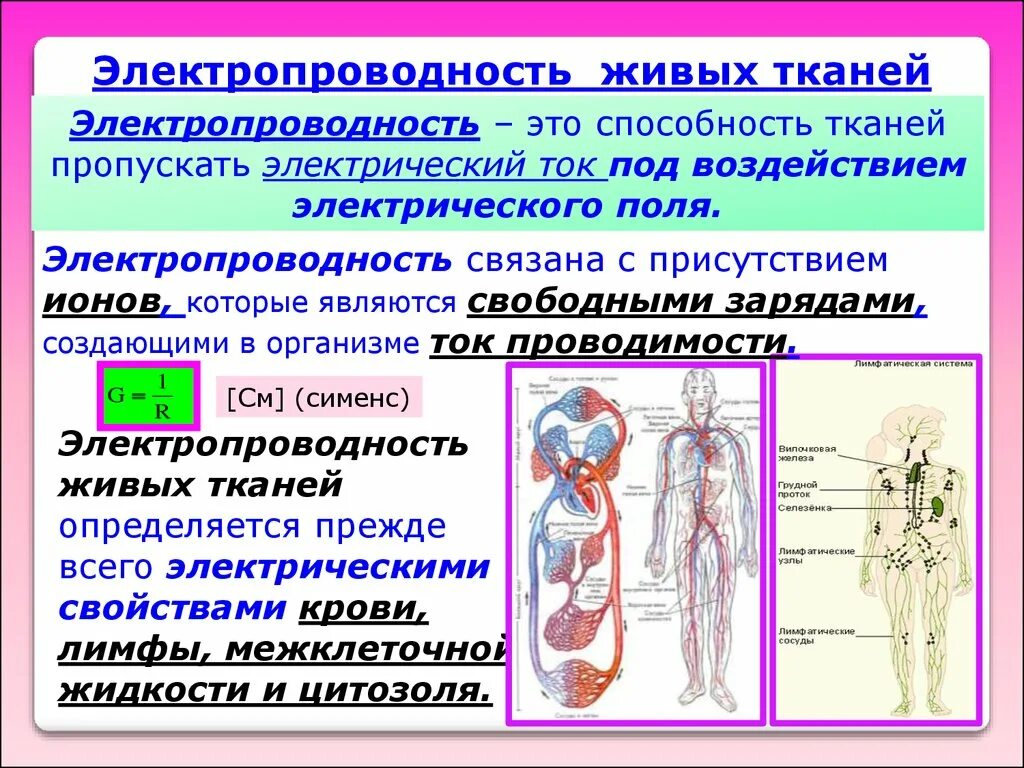 Живой тканью является. Электропроводность биологических тканей. Электрические свойства тканей. Электропроводность биологических тканей и жидкостей. Какие ткани хорошо проводят электрический ток.