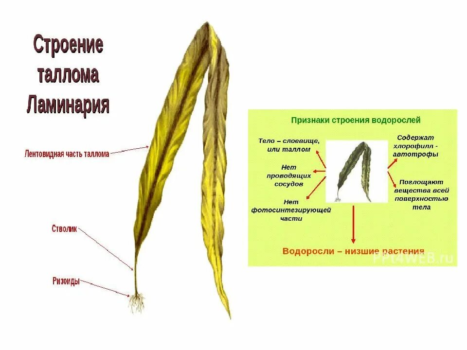 Водоросли имеют ризоиды. Строение бурых водорослей 5 класс биология. Бурые водоросли ламинария строение. Строение таллома ламинарии. Строение слоевища ламинарии.