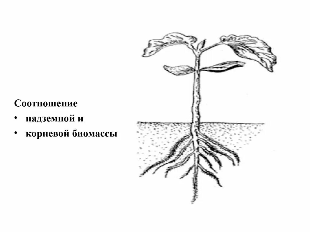 Надземные части корня. Схема роста растений раскраска. Развитие растений раскраска. Строение растения раскраска. Подземная часть растения.