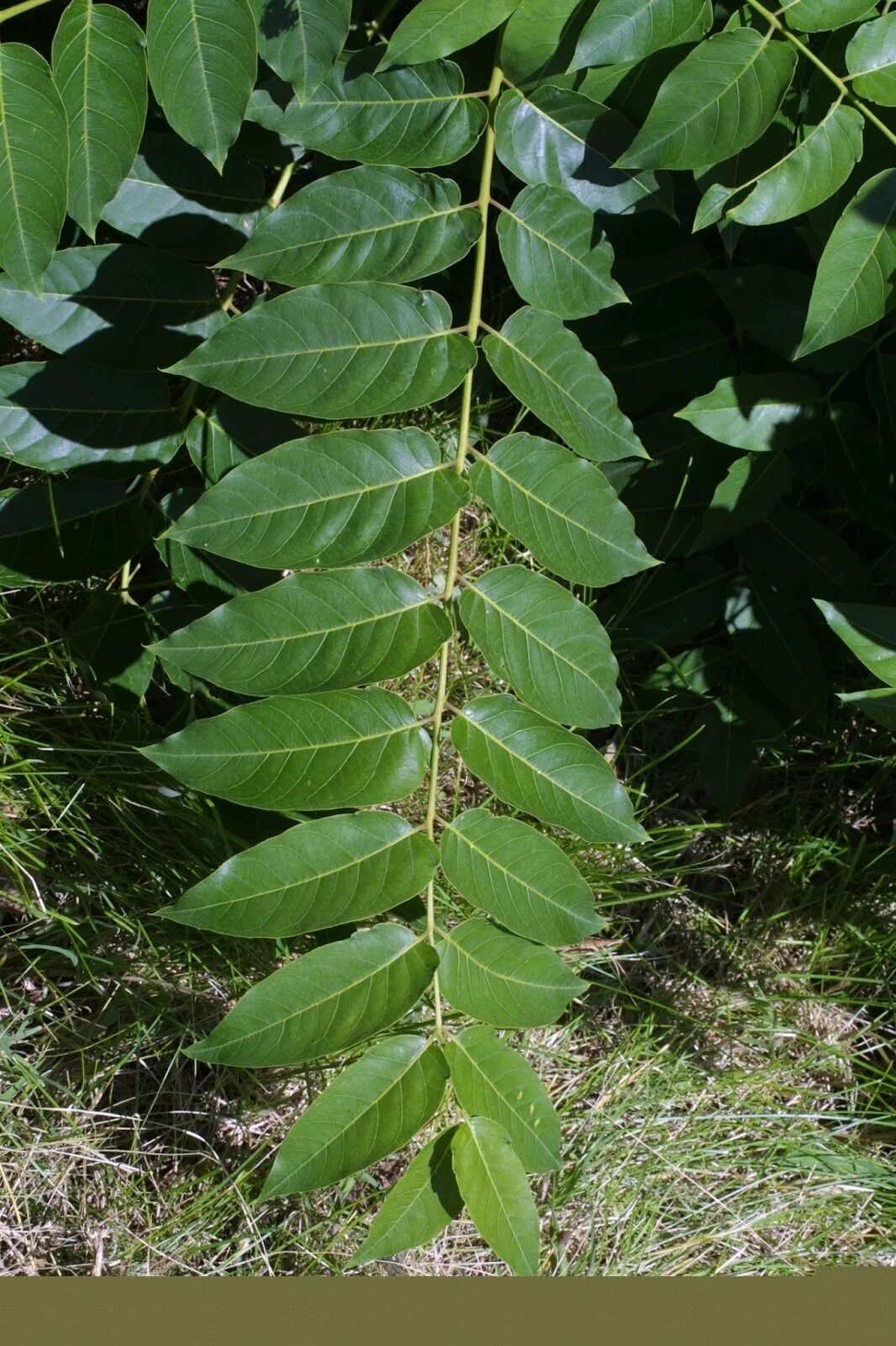 Айлант altissima. Ясень ланцетовидный. Айлант дерево сорняк. Ailanthus altissima Айлант высочайший.