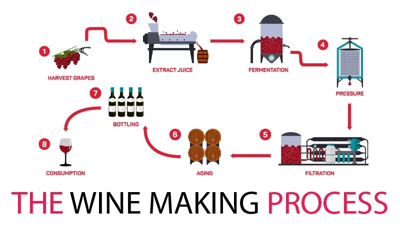Wine processing. Wine making process. wine production process. cost wine production process. the procedure for wine making.