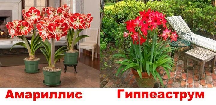 Гиппеаструм зимой