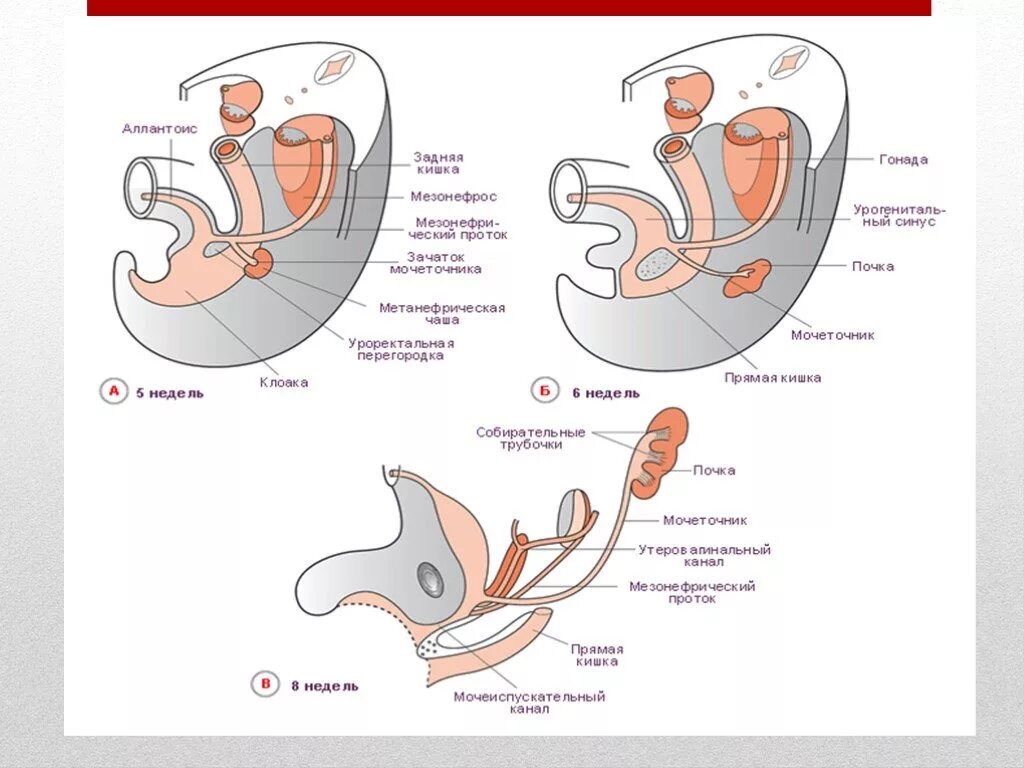 Эмбриология мочевыделительной системы. Эмбриогенез мочеполовой системы. Эмбриогенез органов мочевыделительной системы. Развитие мочеточника в эмбриогенезе.