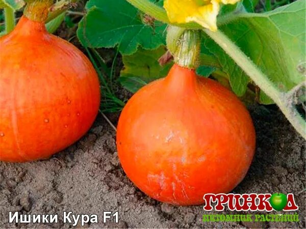 Тыква японская принцесса. Тыква японская принцесса. Тыква сорт японская принцесса. Тыква японская принцесса. Японская тыква.