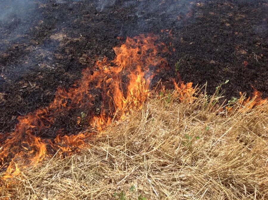 Пал травы весной. Пал травы МЧС. Загорание сухой растительности. Травяной пожар. Пал сухой растительности.