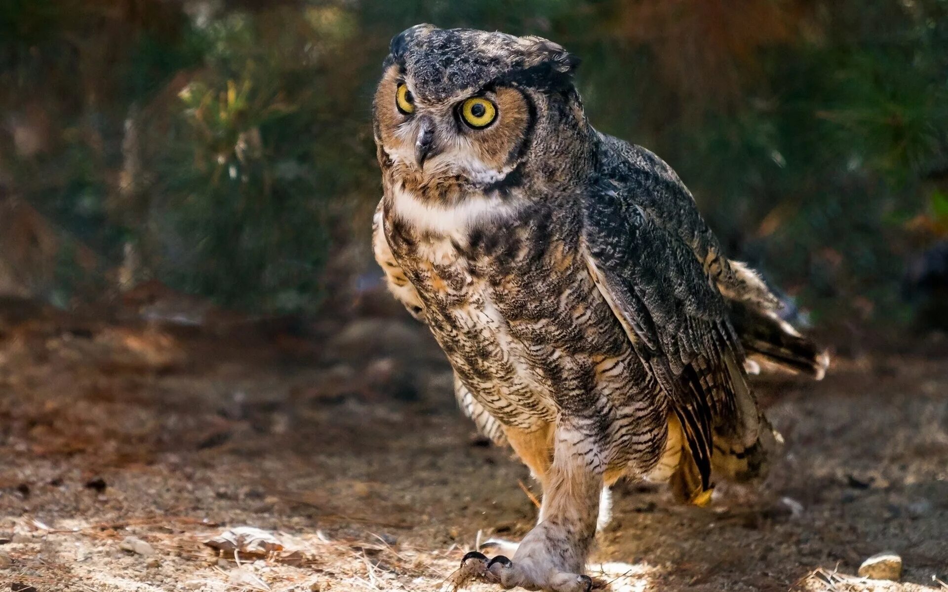 Виргинский Филин виргинский. Виргинский Филин (Bubo virginianus). Филин Пугач. Виргинский Филин большая рогатая Сова. Видна сова по