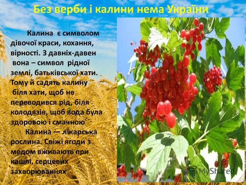 Стихи про калину. Народні символи України. Калина символ Украины. Вирш Калина.