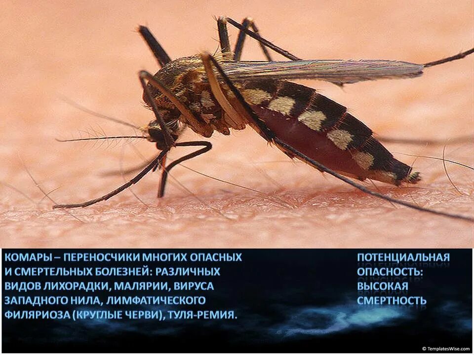 Что есть комары. Комар. насекомые комар. опасные комары. переносчики опасных заболеваний.
