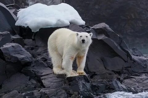 Большая полярная