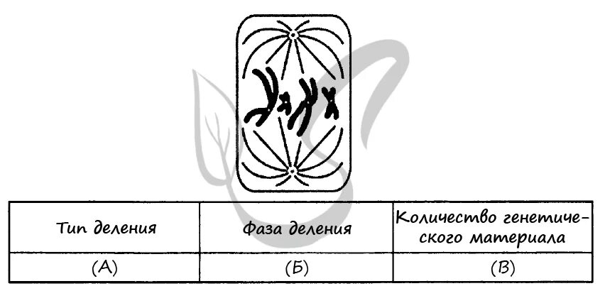 Задания егэ по теме митоз. Задания егэ по теме митоз
