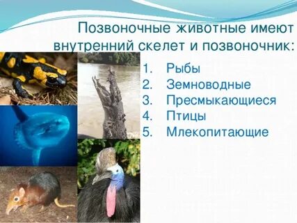 Позвоночные млекопитающие