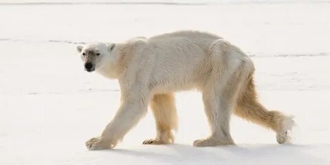 0 bear