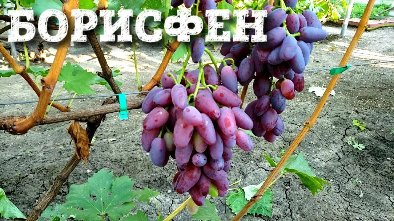 Виноград борисфен описание сорта фото отзывы видео