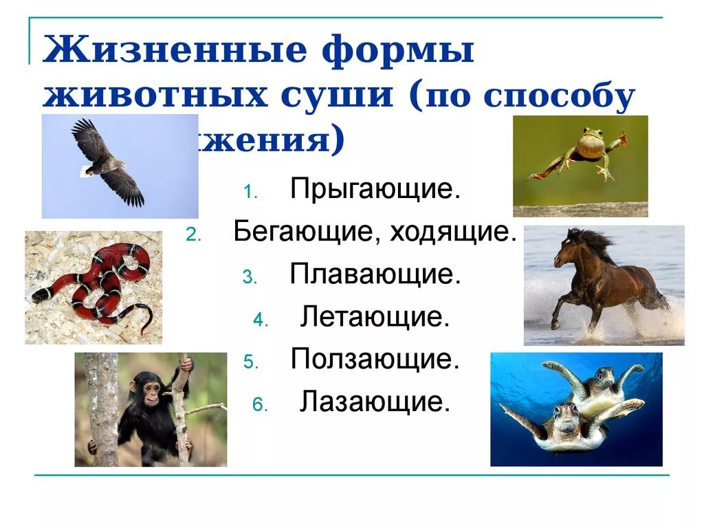 Особенности передвижения животных. Жизненные формы животных суши. Способы движения животных. Способы перемещения животных. Способ передвижения животного.