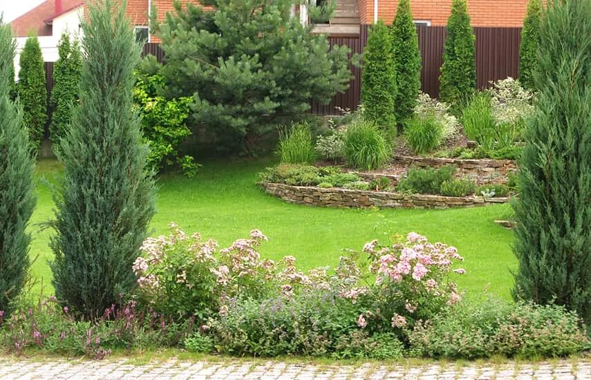 Можжевельник блю айвори в ландшафтном дизайне (55 фото) - 55 фото