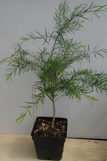 Чайное дерево комнатное