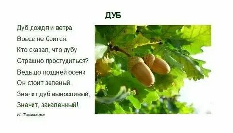 Шуба дуба текст