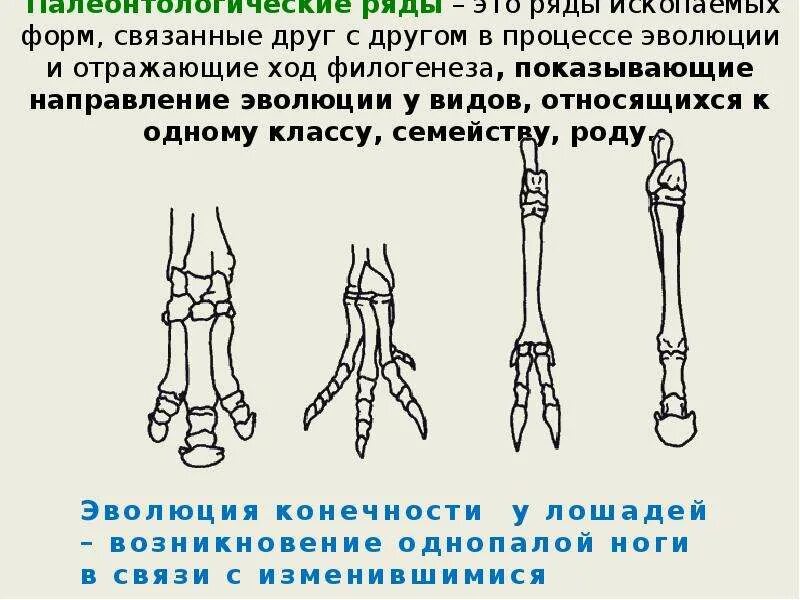 Палеонтологические доказательства примеры животных. Палеонтологические ряды. палеонтологические доказательства эволюции. палеонтологические ряды это в биологии. палеонтологические доказательства эволюции животных.
