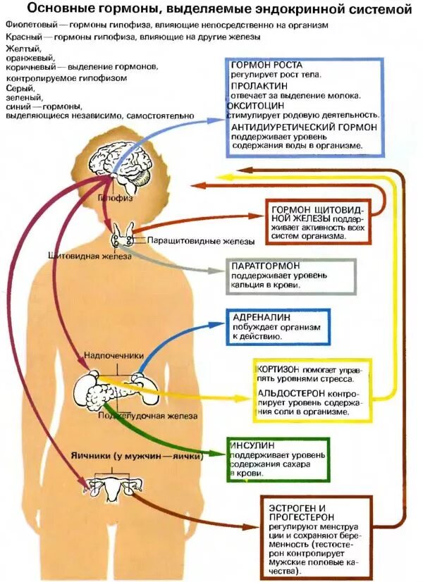 Гормоны женских органов. Схема выработки гормонов. Эндокринная система человека схема. Эндокринная система человека гормоны. Гормональная система человека схема.