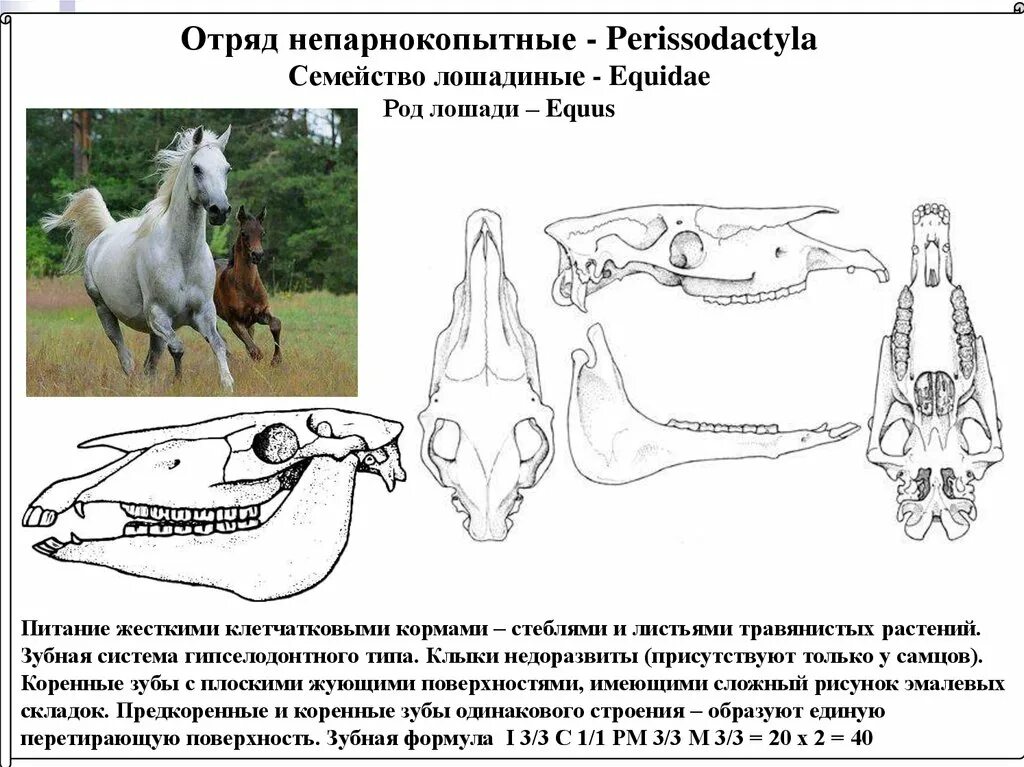 Особенности зубной системы парнокопытных. Отряд непарнокопытные зубная формула. Непарнокопытные зубная система. Строение желудка непарнокопытных. Строение зубов непарнокопытных.