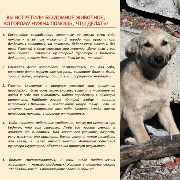 Какой номер спасения животных. Статьи про бездомных животных. статья про бездомного щенка. объявления о бездомных собаках. статья про бродячих собак.