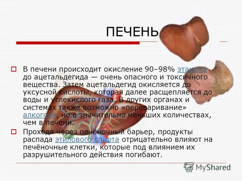 Активные вещества печени. Биохимия печени. Роль печени в организме схема. Печень анатомия. Функции печени печени.