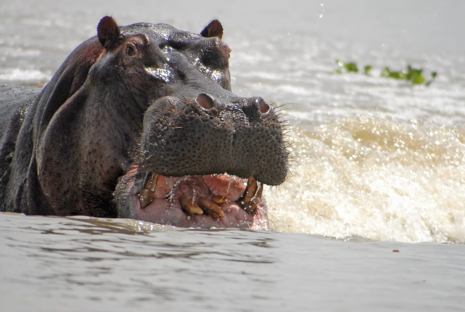 Норта hippo