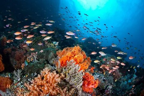 A plethora of small, colorful fish swim in a current passing over a coral r...