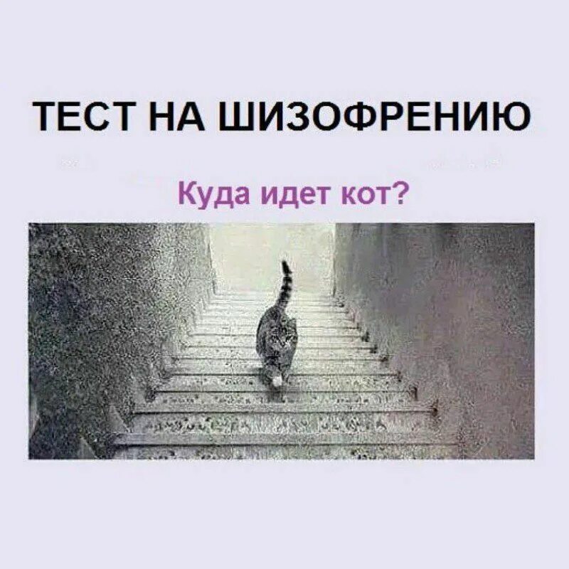 Куда ползти куда идти. Куда ползти куда идти. Трудная дорога. Таможенный кот приколы. Плывет по дороге.