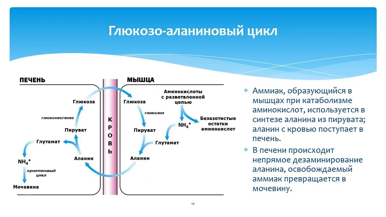 Влияние аммиака на организм. Аммиак воздействие на человека. Источники образования аммиака в организме биохимия. Пути образования аммиака в организме биохимия.