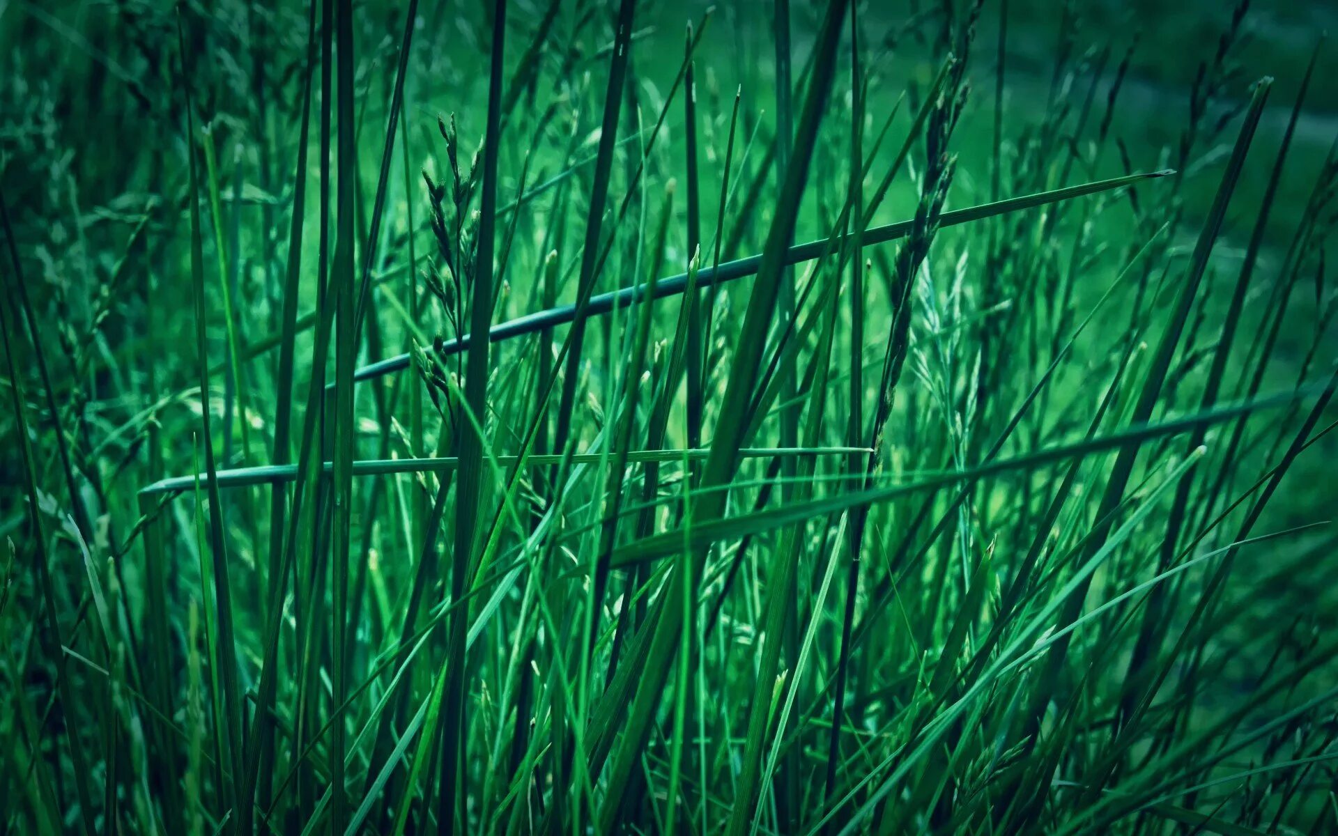 Зеленая трава. Темно зеленая трава. Красивая трава. Трава поле. Зеленая травка.