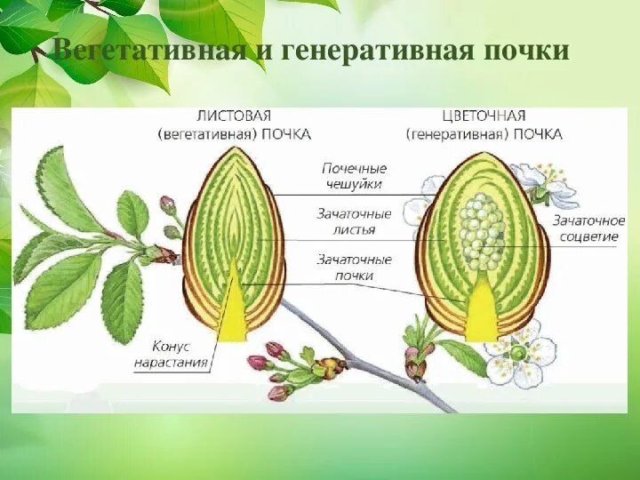 Тема генеративный. Строение листовой почк. Строение вегетативной и генеративной почки. Листовые почки и цветочные почки строение. Строение вегетативной листовой почки.