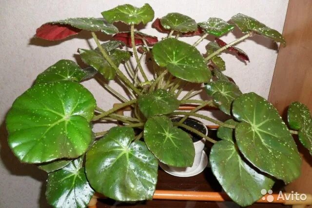 Бегония краснолистная. Бегония фиста. Бегония фиста. Бегония краснолистная. Бегония краснолистная.