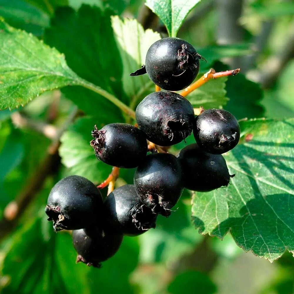 Маленькие черные ягоды. Боярышник Дугласа Crataegus douglasii. Боярышник чёрный. Боярышник с черными ягодами. Кратегус боярышник черный.