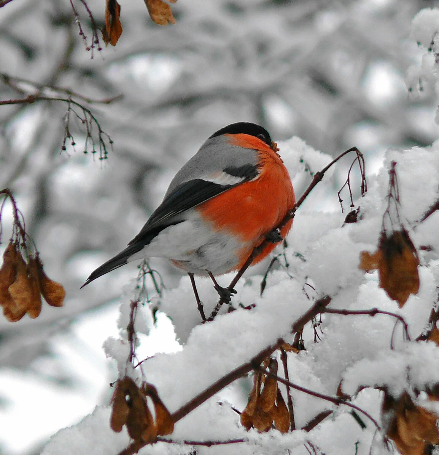 Желтогрудый снегирь. Птицы зимой видео. Зимние птицы. Снегирь птица. Птицы зимой видео.