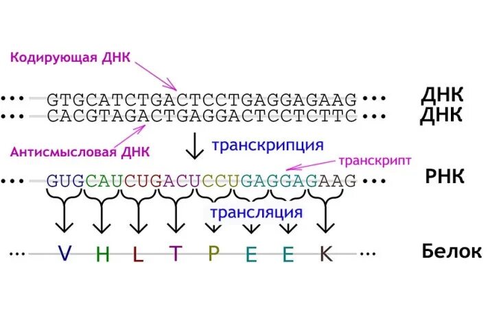 3 кодирующая последовательность это. Кодирующая и матричная цепь днк. старт кодон рнк. матричная нить рнк. смысловая кодирующая цепь днк.
