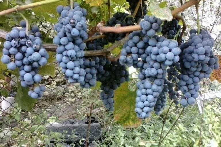 Каберне совиньон сорт винограда. Виноград каберне совиньон. Мальбек сорт винограда. Винограда каберне мерло. Мерло сорт винограда.