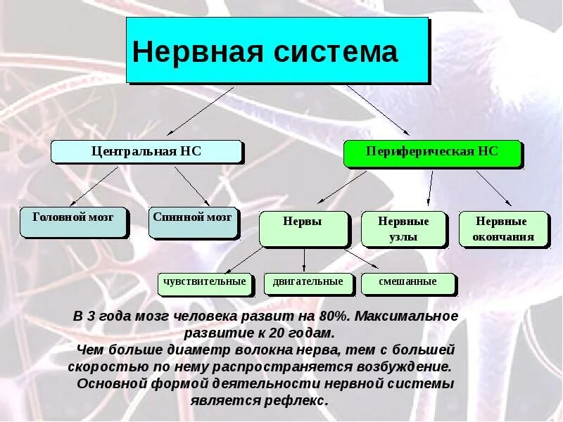 Какие из перечисленных компонентов