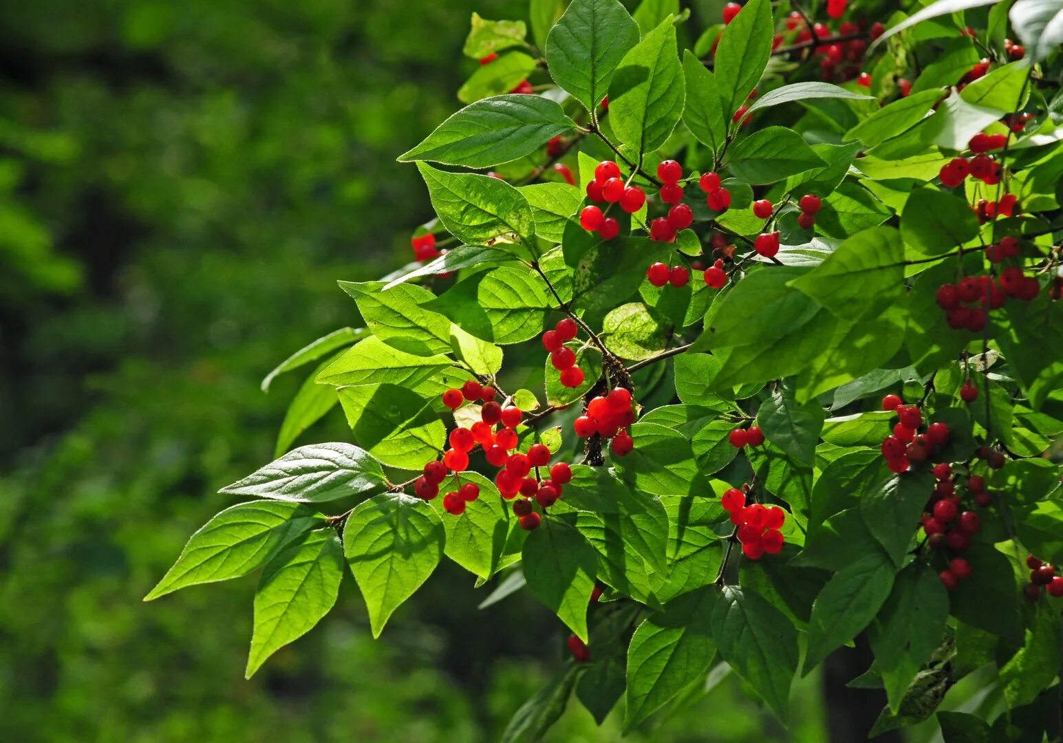 Волчье лыко ядовитое. Волчье лыко (волчник обыкновенный). Ягоды жимолость лесная. Ягоды бузины красной. Несъедобные кустарники.