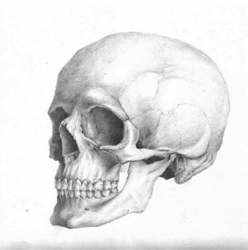 Череп помощь. Череп сбоку рисунок академический. akademicheskiy risunok череп. череп 3в анатомия. череп вид сбоку академический рисунок.