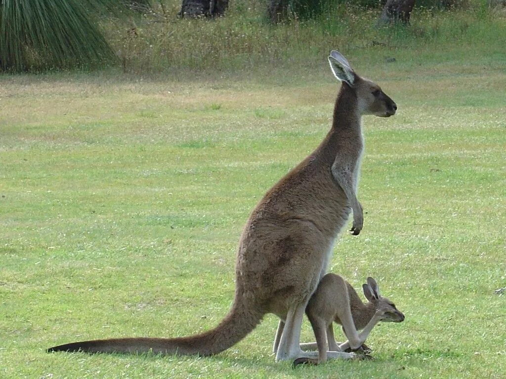 Животные Австралии кенгуру. Кенгуру в Австралии. Кенгуру (Macropodidae). Кенгуру вид сбоку. Какое животное полетело