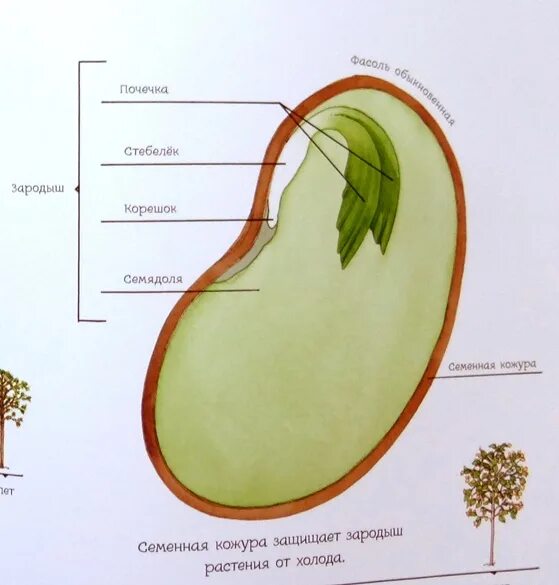 Зародыш растения. Зародыш цветка. Зародыш фасоли. Корешок зародыша растения.